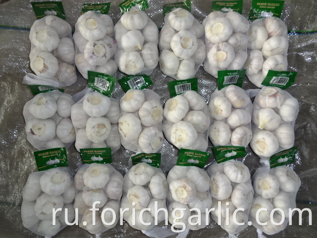 Normal White Garlic